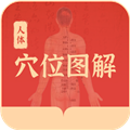 人体穴位图解手机版下载_人体穴位图解app安卓版下载 v1.3最新版