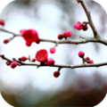 梅花易数笔记app下载_梅花易数笔记安卓版下载 v1.5.2手机版